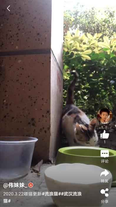 网友“伟妹妹”在微博上更新自己救助流浪猫的视频。 武汉百步亭这家“月子中心”火了 网友:太暖心!